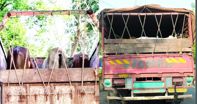 कत्तलीसाठी नेल्या जाणाºया १६ गोवंशीय जनावरांसह दोन वाहने जप्त; पाच आरोपींवर गुन्हा