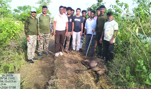 रामपूर येथे बिबट्याच्या हल्ल्यात वगार ठार