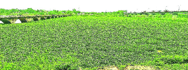 वैनगंगा नदीच्या पाण्यावर जलपर्णीचा विळखा