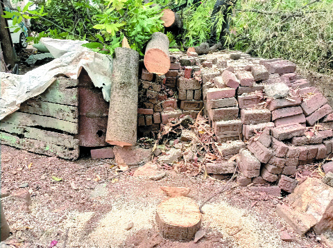 झाडे लावण्यापेक्षा आधी मोठे वृक्ष वाचवा; पावसाअभावी नागरिकांची आर्त हाक